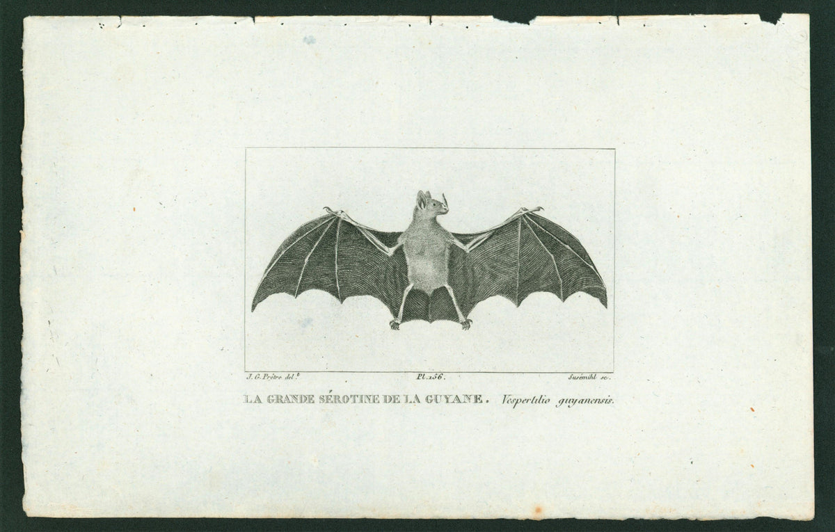 Buffon&amp; Cuvier- Bat 156 - Authentic Vintage Antique Print