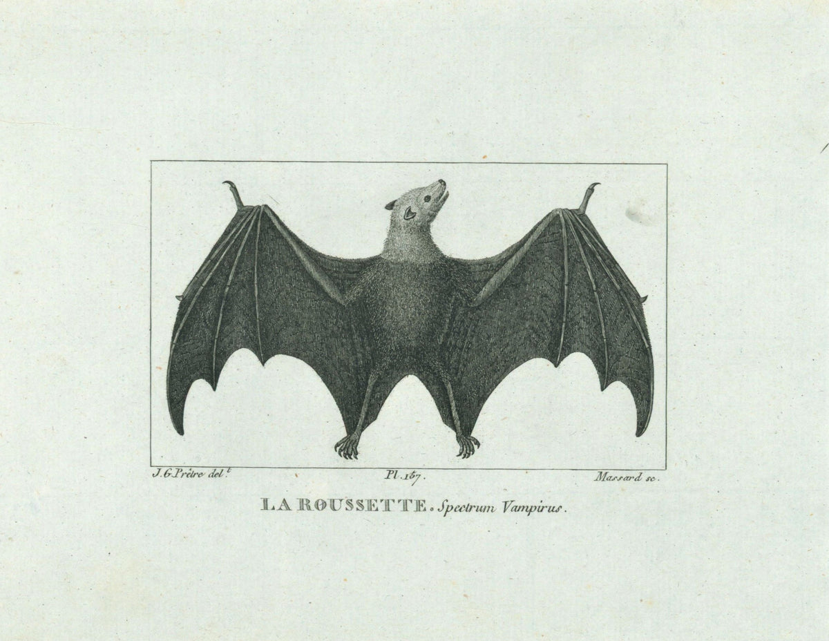 Buffon&amp; Cuvier- Bat 157 - Authentic Vintage Antique Print
