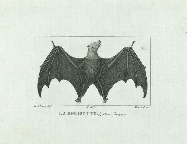La Rousette- Vampire Bat Steel Engraving - Authentic Vintage Antique Print