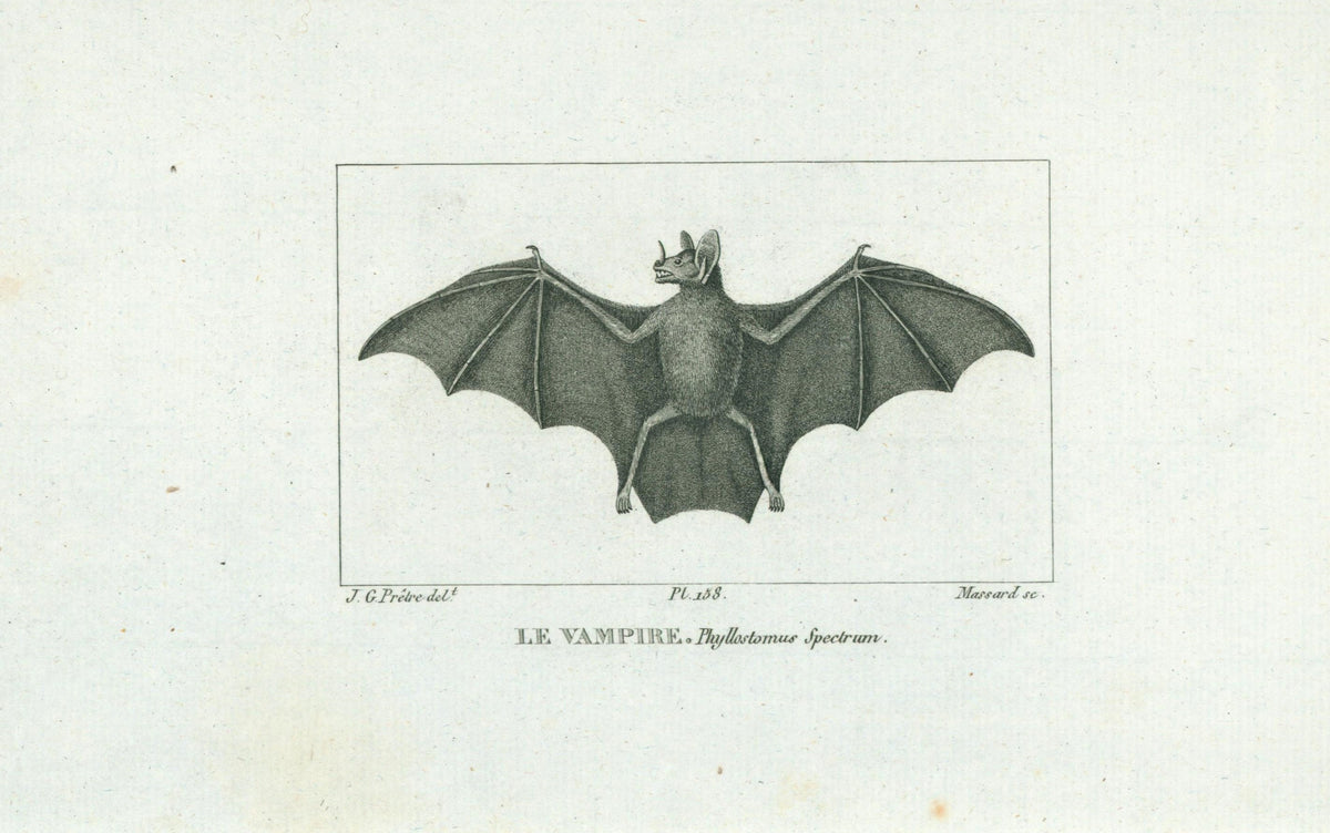 Buffon&amp; Cuvier- Bat 158 - Authentic Vintage Antique Print