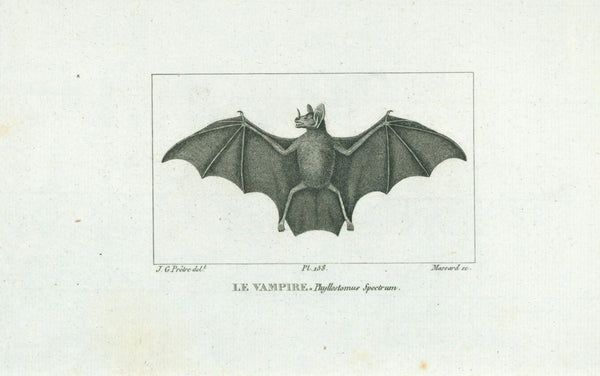 La Vampire- Steel Engraving - Authentic Vintage Antique Print
