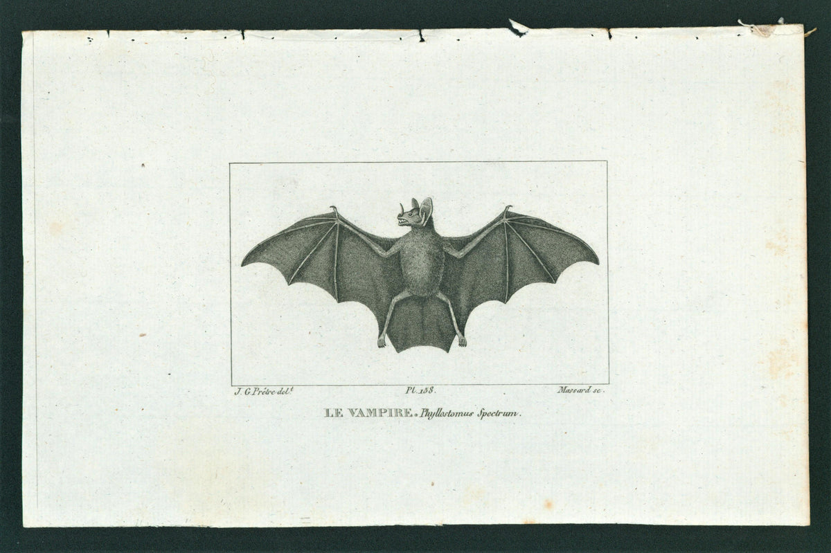 Buffon&amp; Cuvier- Bat 158 - Authentic Vintage Antique Print