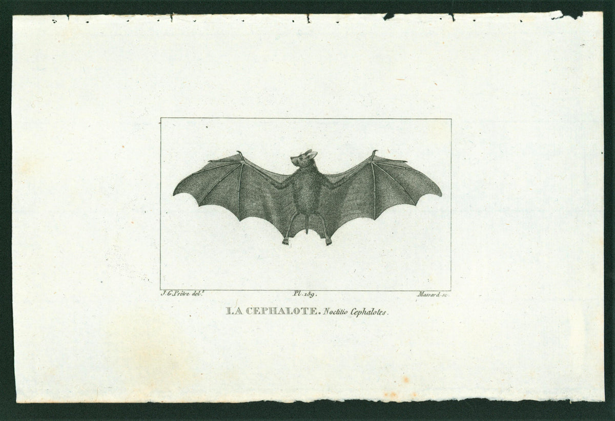 Buffon&amp; Cuvier- Bat 159 - Authentic Vintage Antique Print