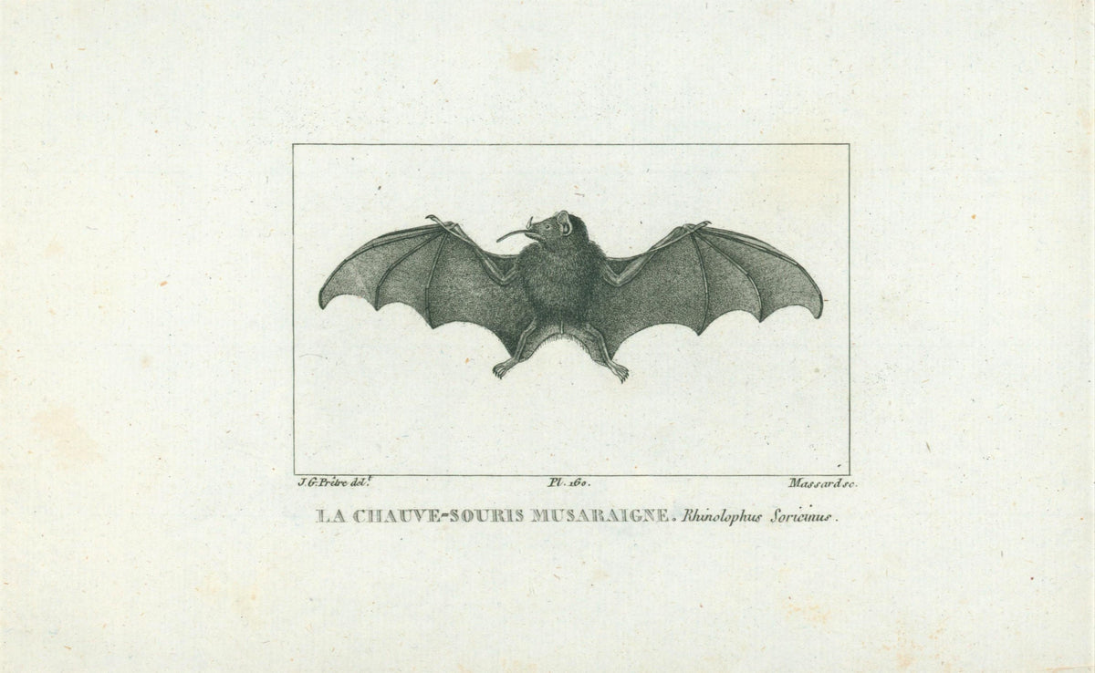 Buffon&amp; Cuvier- Bat 160 - Authentic Vintage Antique Print