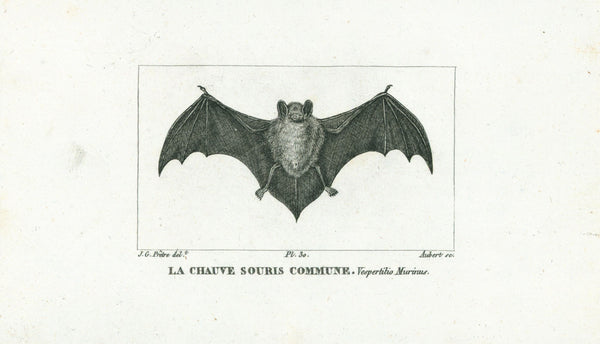 La Chauve Souris Commune- Steel Engraving - Authentic Vintage Antique Print