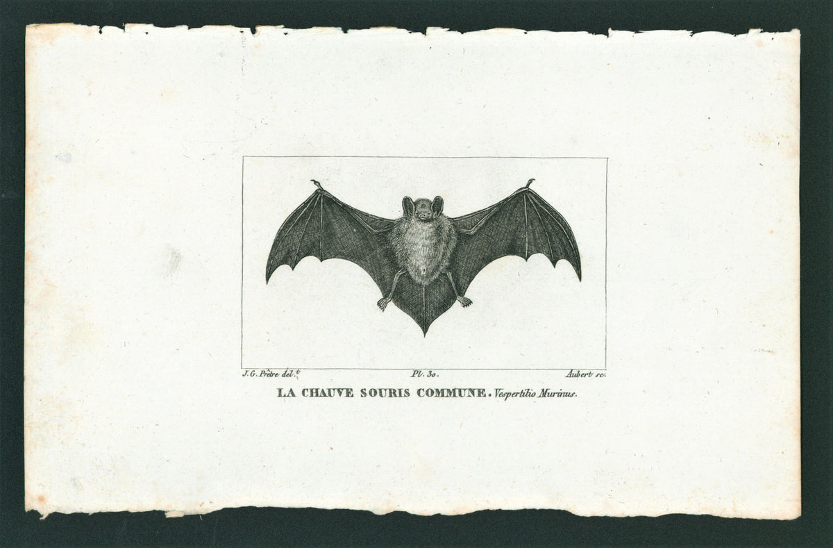 Buffon&amp; Cuvier- Bat 30 - Authentic Vintage Antique Print
