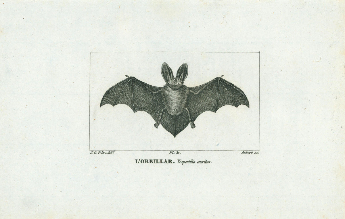Buffon&amp; Cuvier- Bat 31 - Authentic Vintage Antique Print