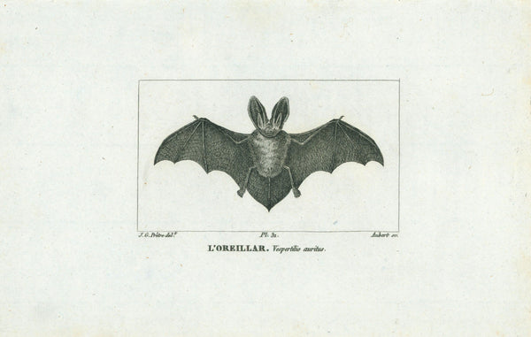 L'Oreillar- Steel Engraving - Authentic Vintage Antique Print