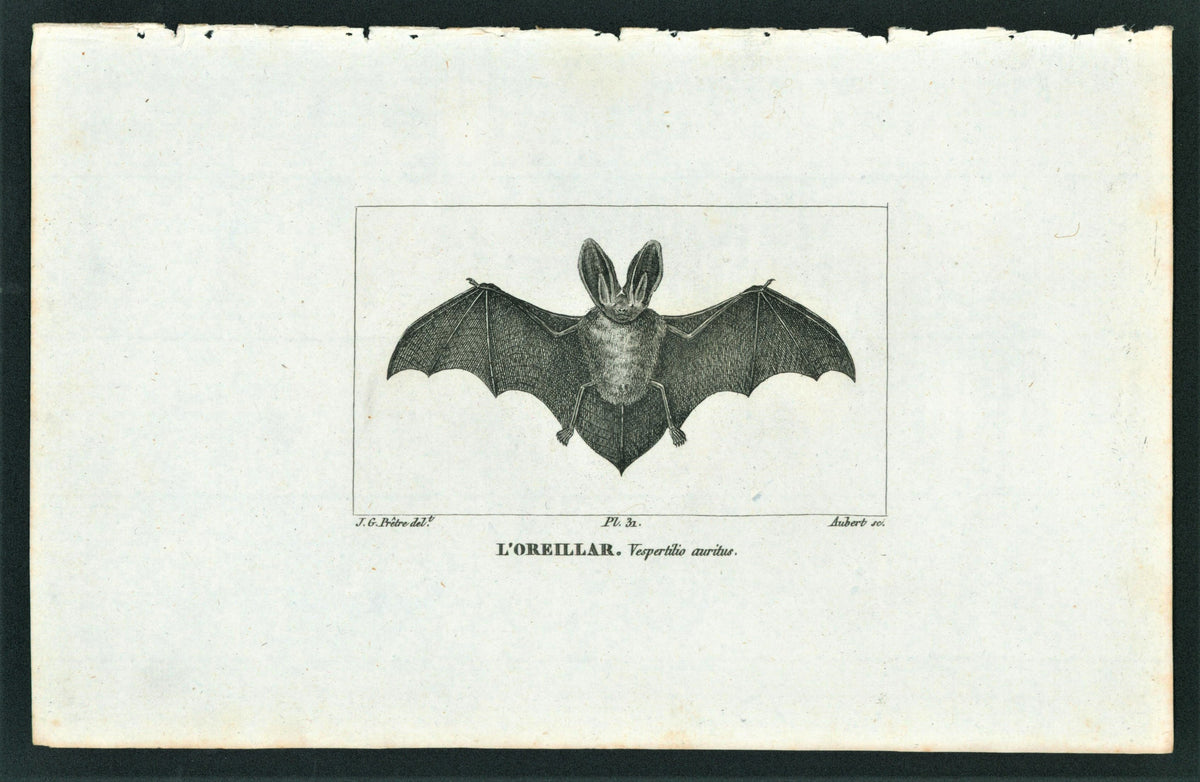 Buffon&amp; Cuvier- Bat 31 - Authentic Vintage Antique Print
