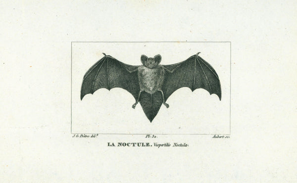 La Noctule- Steel Engraving - Authentic Vintage Antique Print