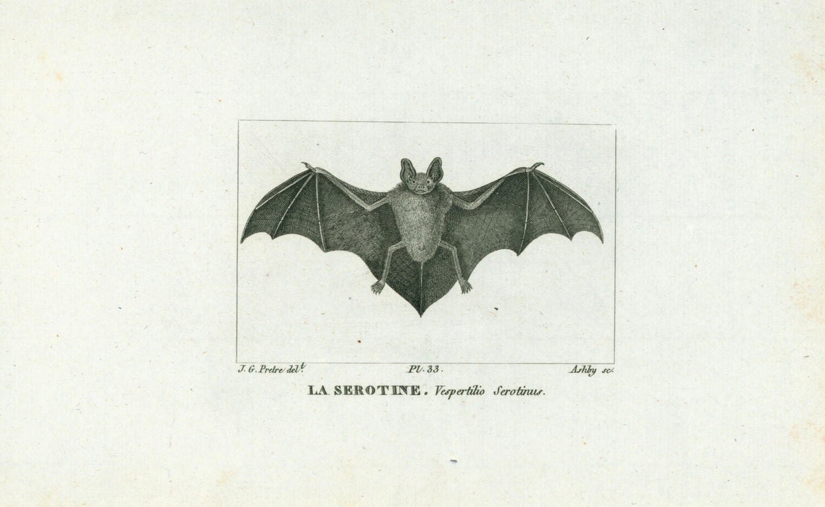 Buffon&amp; Cuvier- Bat 33 - Authentic Vintage Antique Print