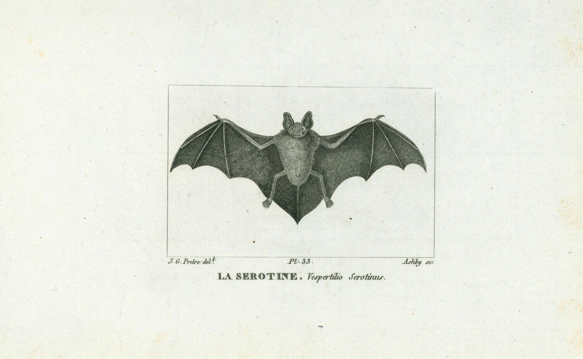 Buffon& Cuvier- Bat 33 - Authentic Vintage Antique Print