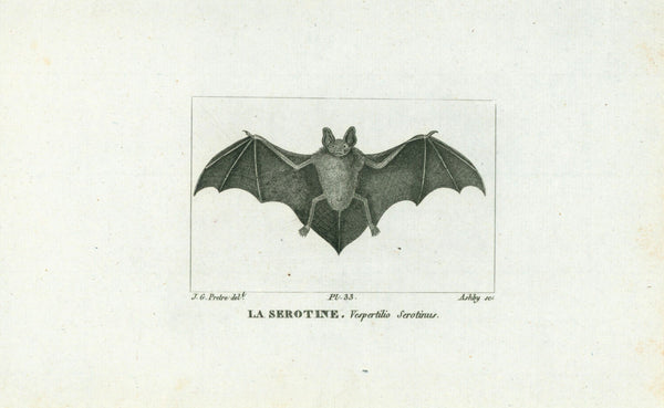 La Serotine- Steel Engraving - Authentic Vintage Antique Print