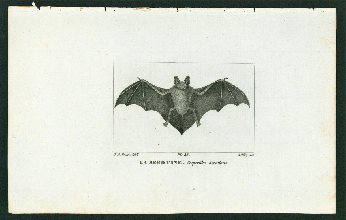 Buffon&amp; Cuvier- Bat 33 - Authentic Vintage Antique Print