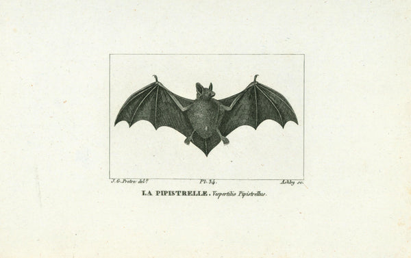 La Pipistrelle- Steel Engraving - Authentic Vintage Antique Print