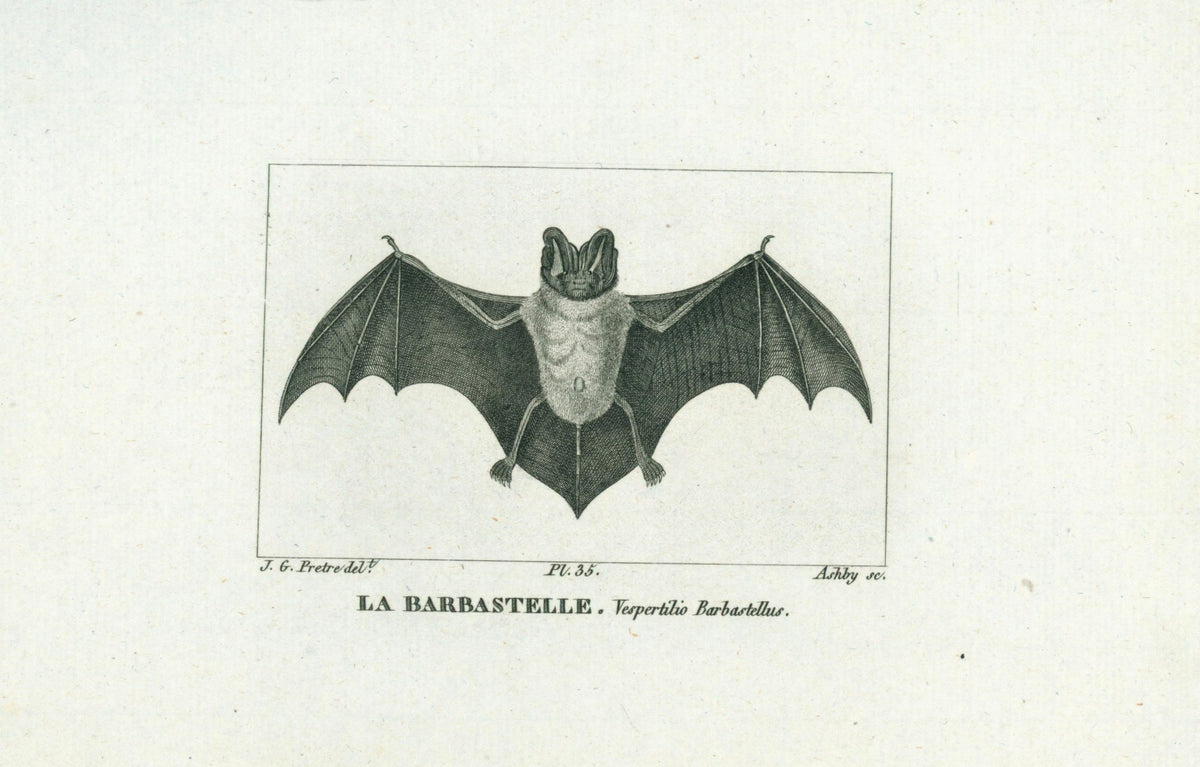 Buffon&amp; Cuvier- Bat 35 - Authentic Vintage Antique Print
