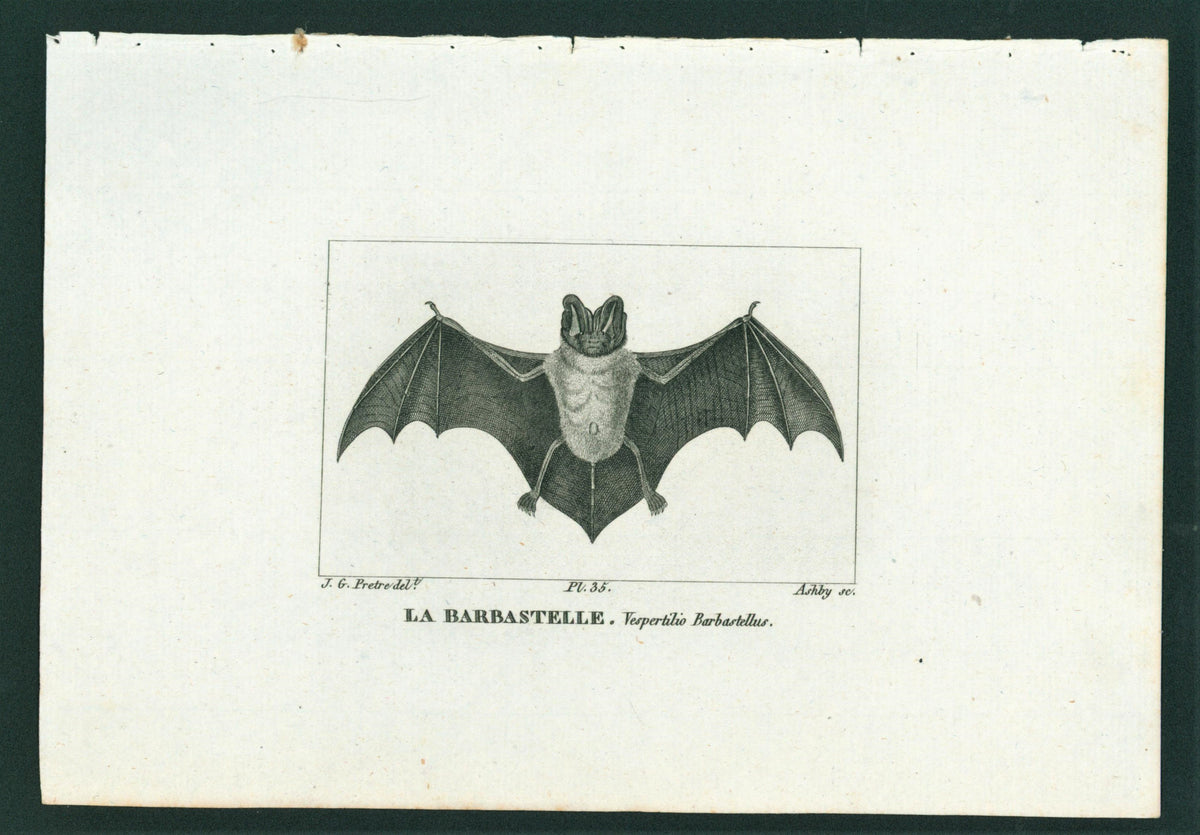 Buffon&amp; Cuvier- Bat 35 - Authentic Vintage Antique Print