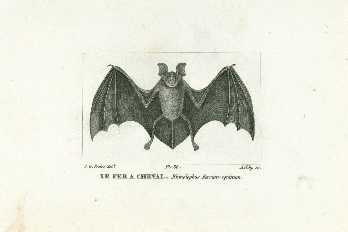 Buffon&amp; Cuvier- Bat 36 - Authentic Vintage Antique Print