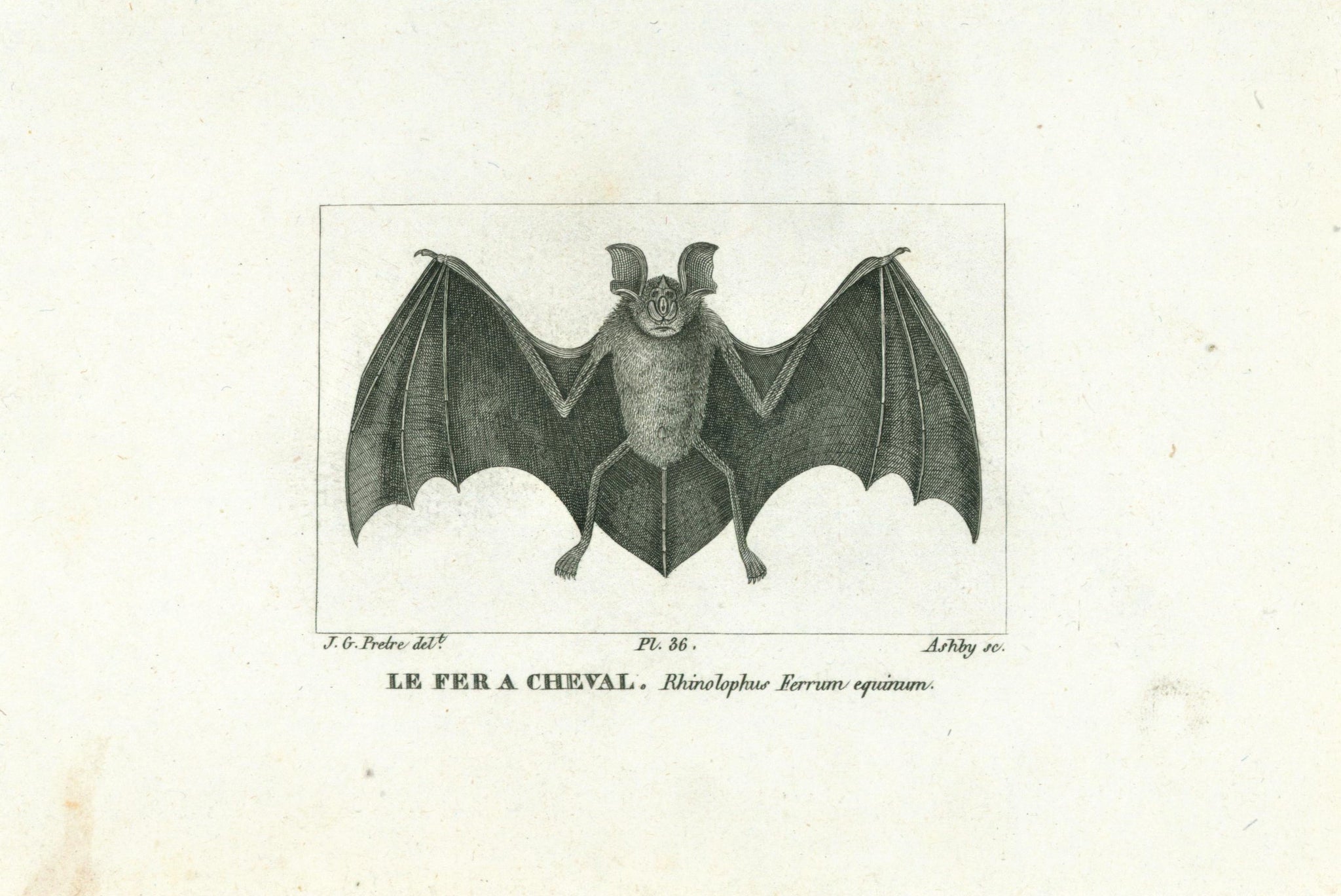 Location Selle de cheval pour vos événements à Lille et Paris - Décoration Western Location Selle de cheval pour vos événements à Lille et Paris - Décoration Western