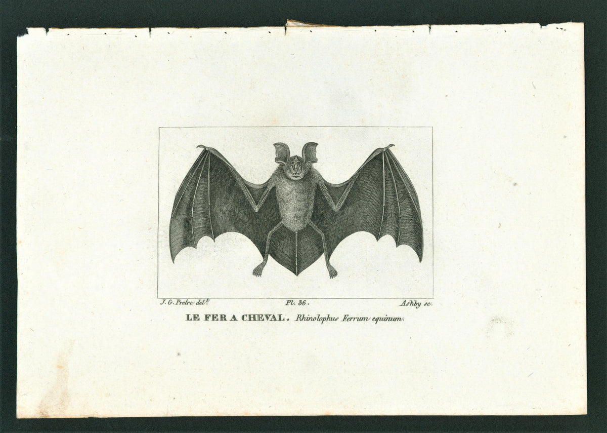 Buffon&amp; Cuvier- Bat 36 - Authentic Vintage Antique Print