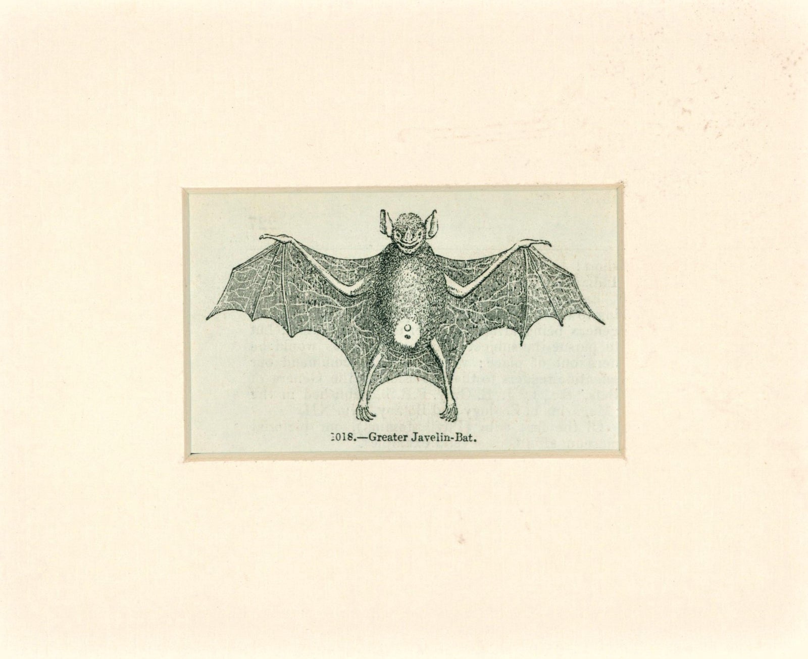 Antique Bat Engraving_1 - Authentic Vintage Antique Print