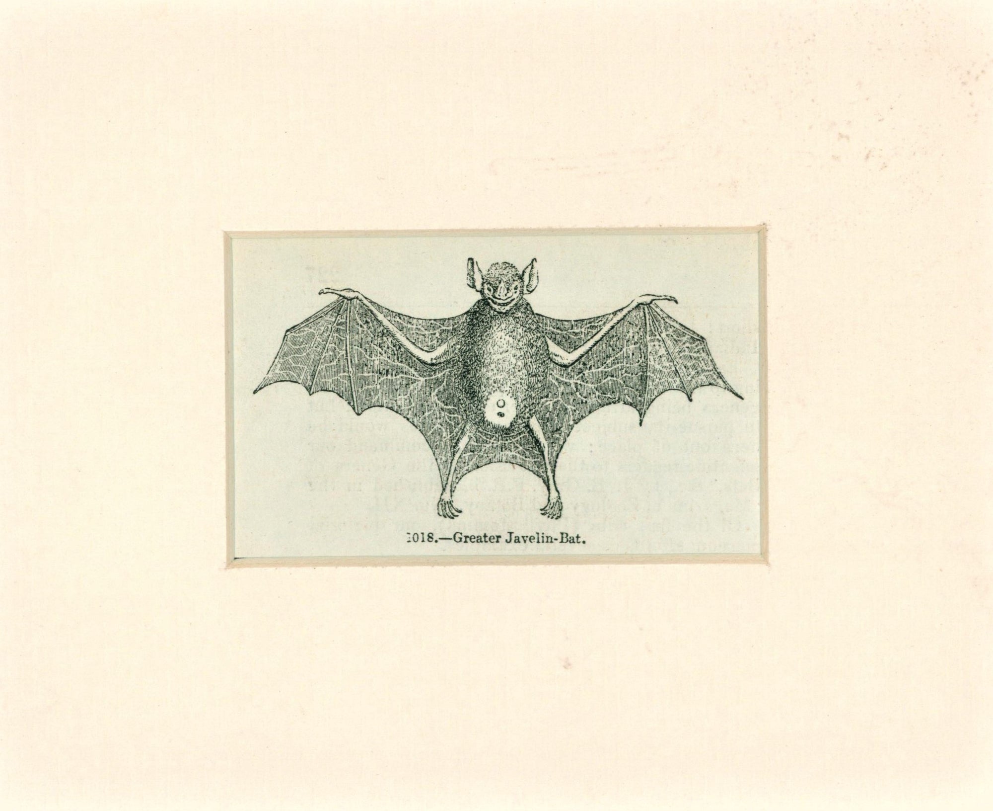 Antique Bat Engraving_1 - Authentic Vintage Antique Print