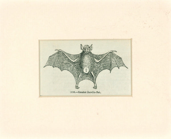 Greater Javelin Bat- Antique Steel Engraving - Authentic Vintage Antique Print