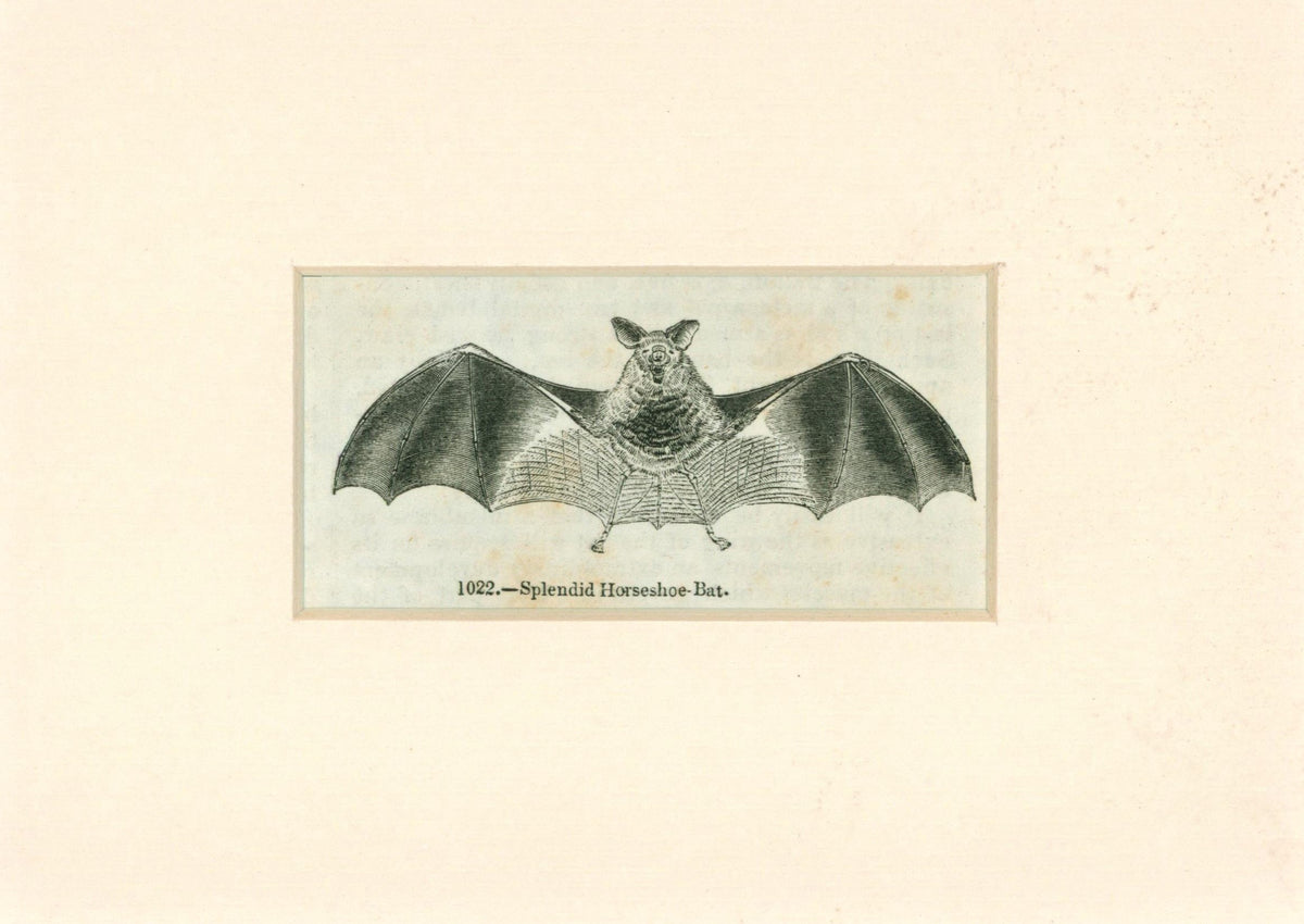 Antique Bat Engraving_2 - Authentic Vintage Antique Print