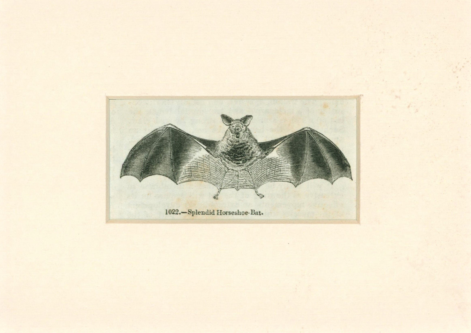 Antique Bat Engraving_2 - Authentic Vintage Antique Print