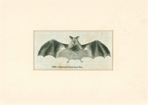 Horseshoe Javelin Bat- Antique Steel Engraving - Authentic Vintage Antique Print