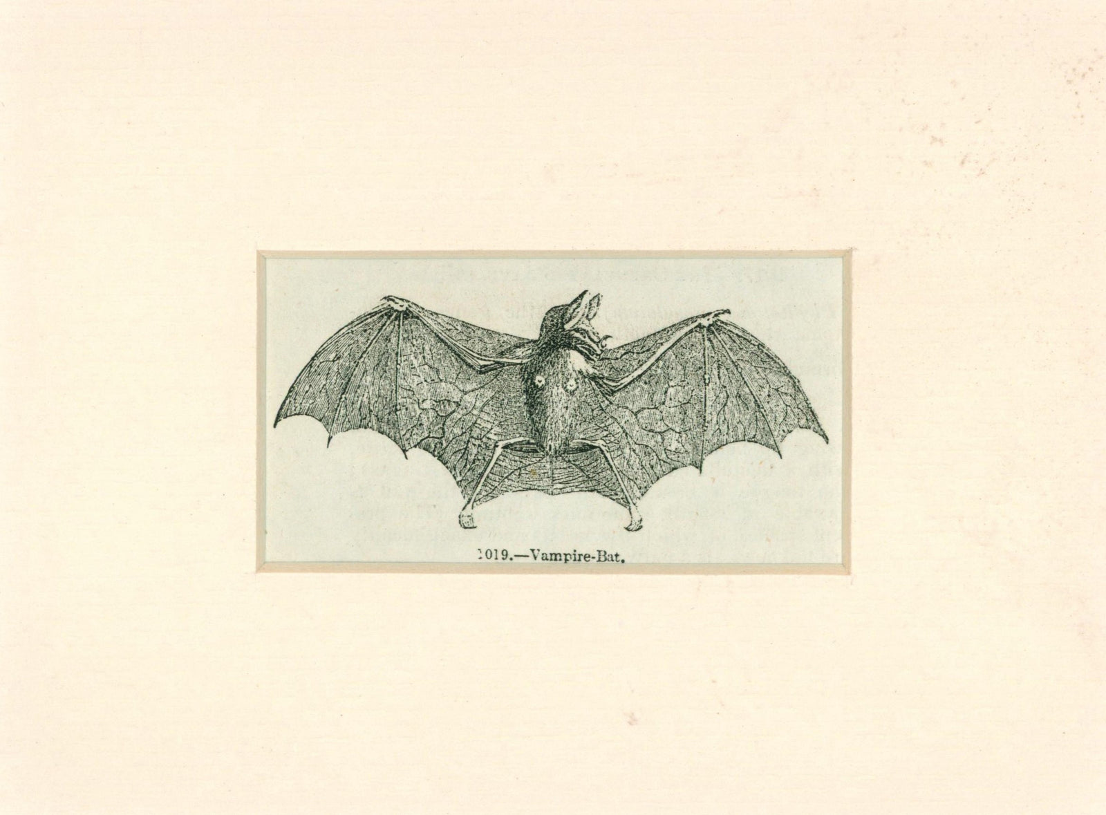 Antique Bat Engraving_3 - Authentic Vintage Antique Print