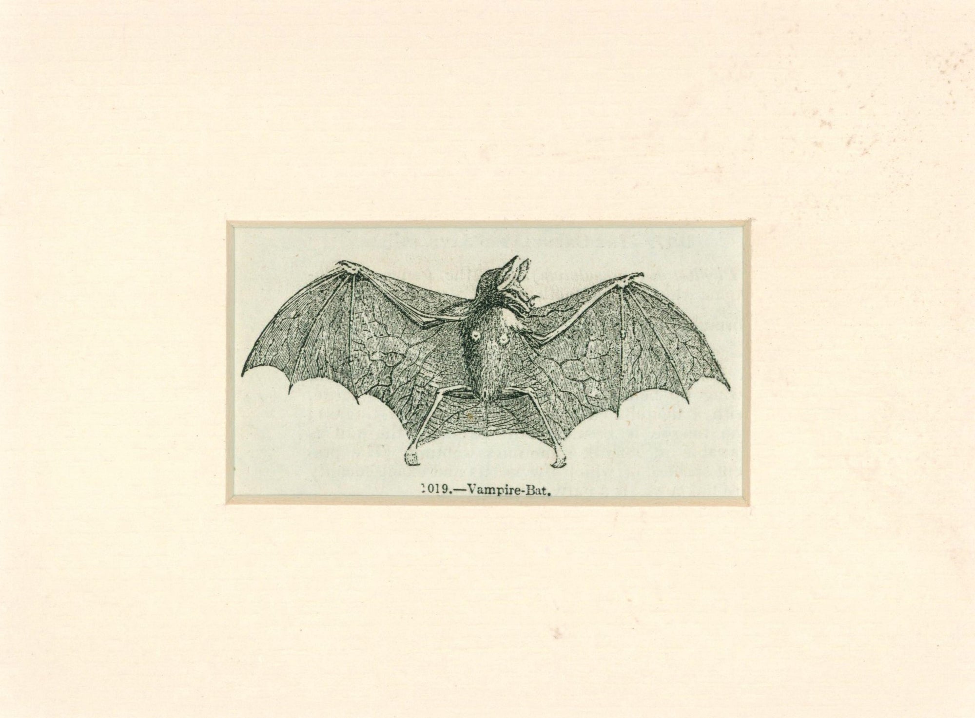 Antique Bat Engraving_3 - Authentic Vintage Antique Print
