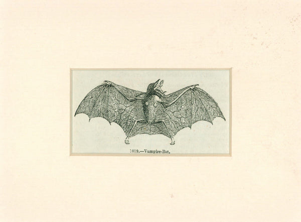 Vampire Bat- Antique Steel Engraving - Authentic Vintage Antique Print