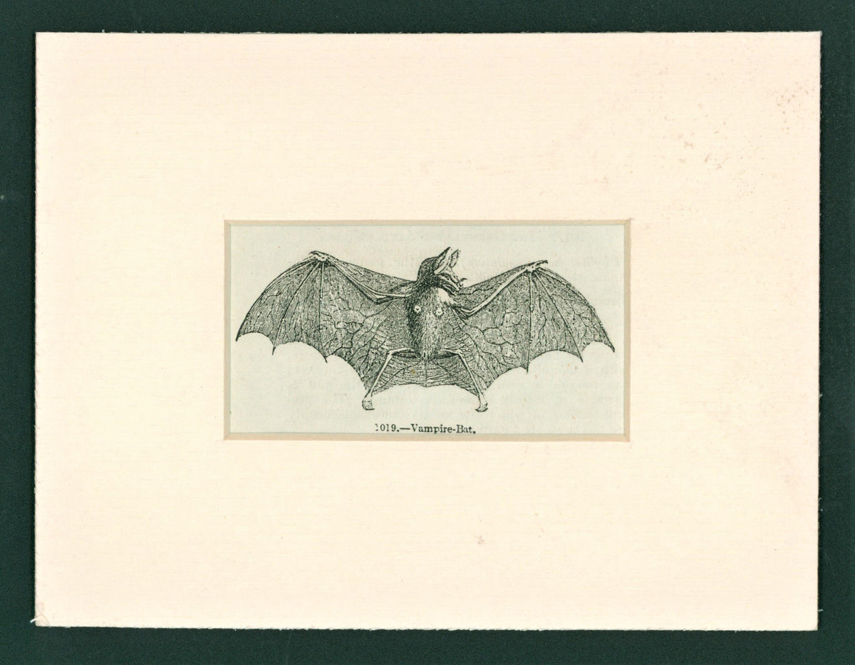 Antique Bat Engraving_3 - Authentic Vintage Antique Print