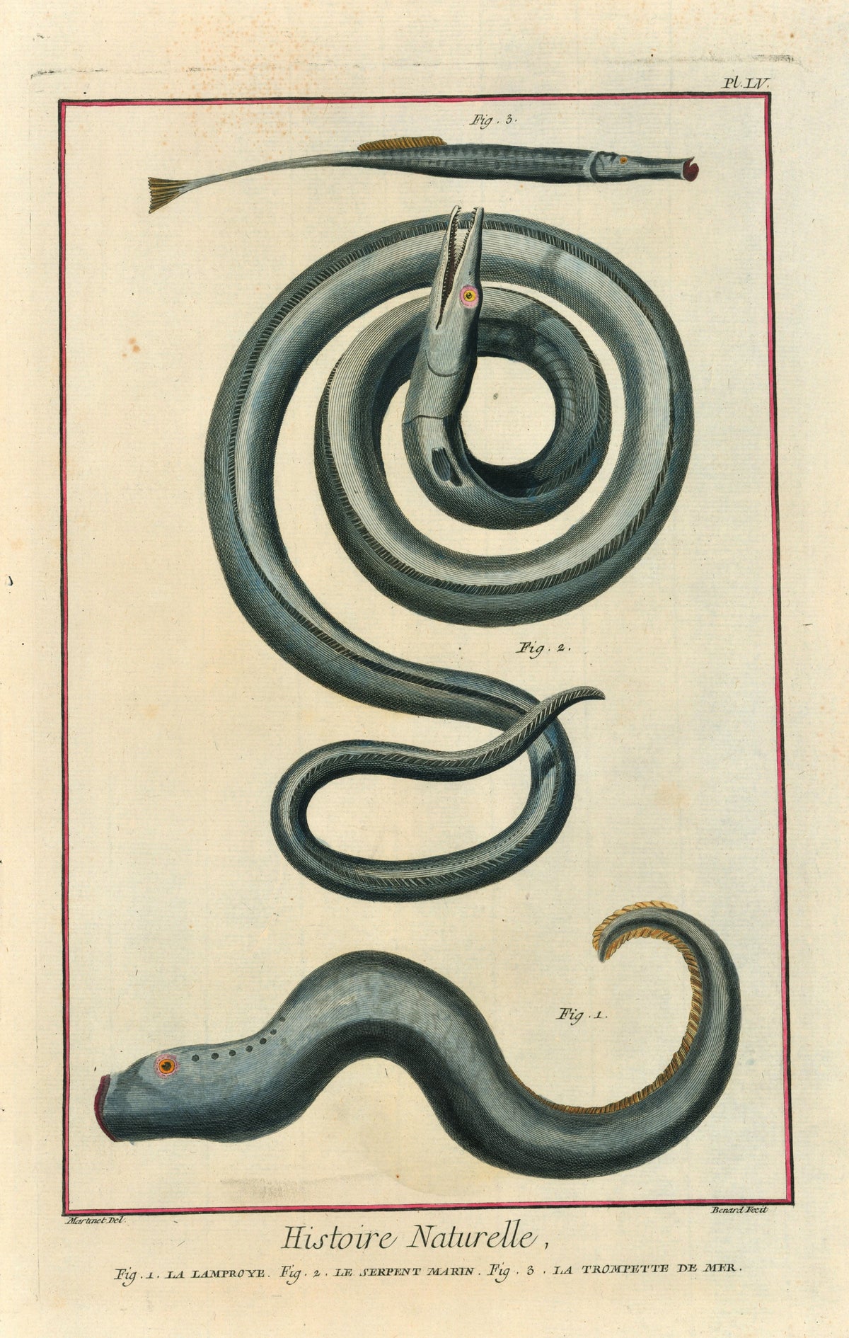 Sea Serpent, Eel, Trumpetfish- Hand Colored Engraving - Authentic Vintage Antique Print