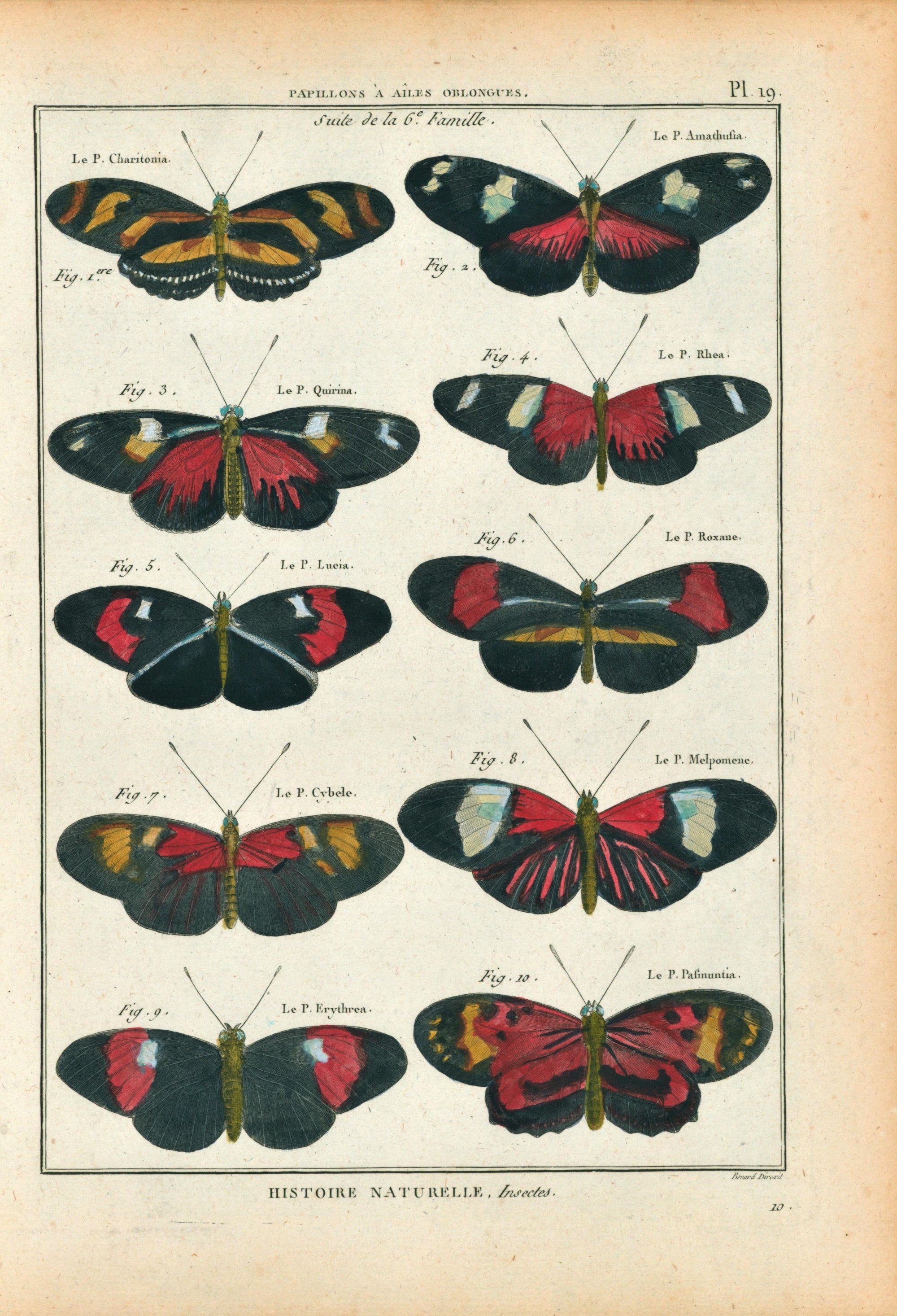 Latreille Butterflies- Hand Colored Engraving - Authentic Vintage Antique Print