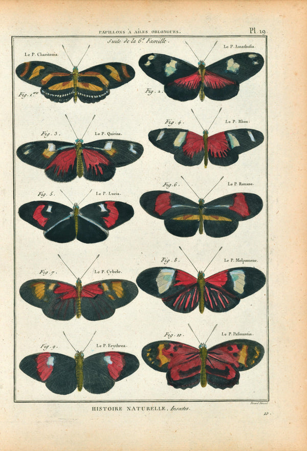 Latreille Butterflies- Hand Colored Engraving - Authentic Vintage Antique Print