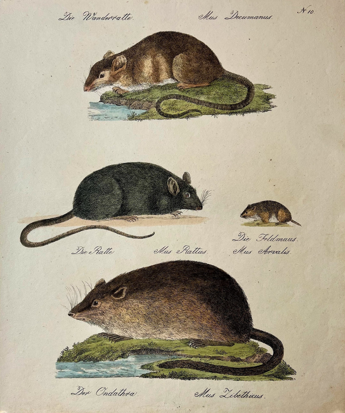 Brodtmann Rodents- Hand Colored Engraving - Authentic Vintage Antique Print