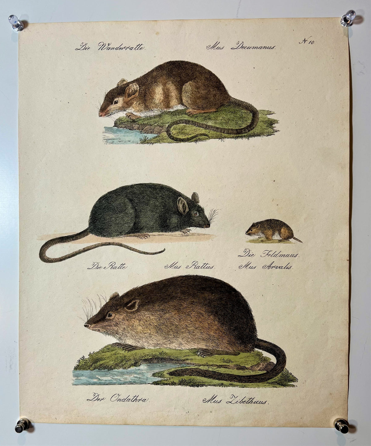 Brodtmann Rodents- Hand Colored Engraving - Authentic Vintage Antique Print