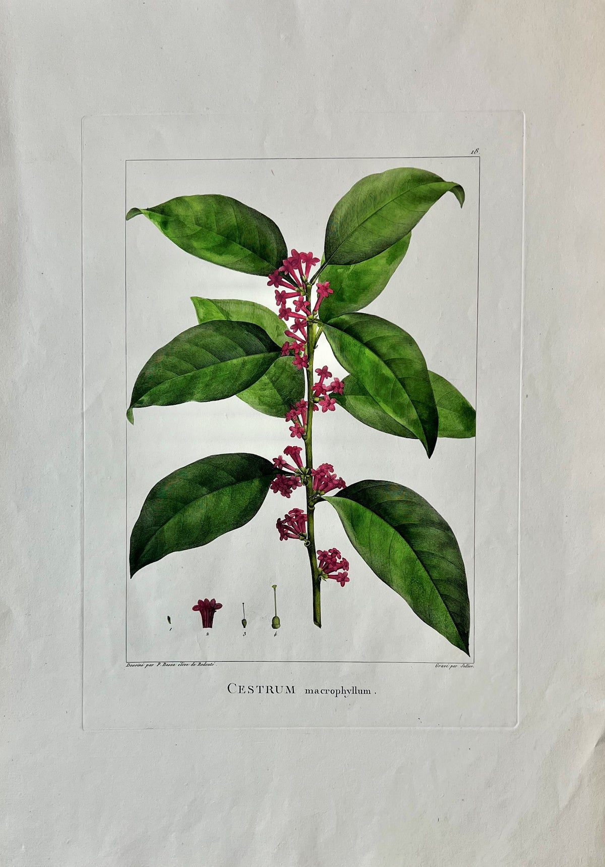 Cestrum Macrophyllum- Hand Colored Engraving - Authentic Vintage Antique Print