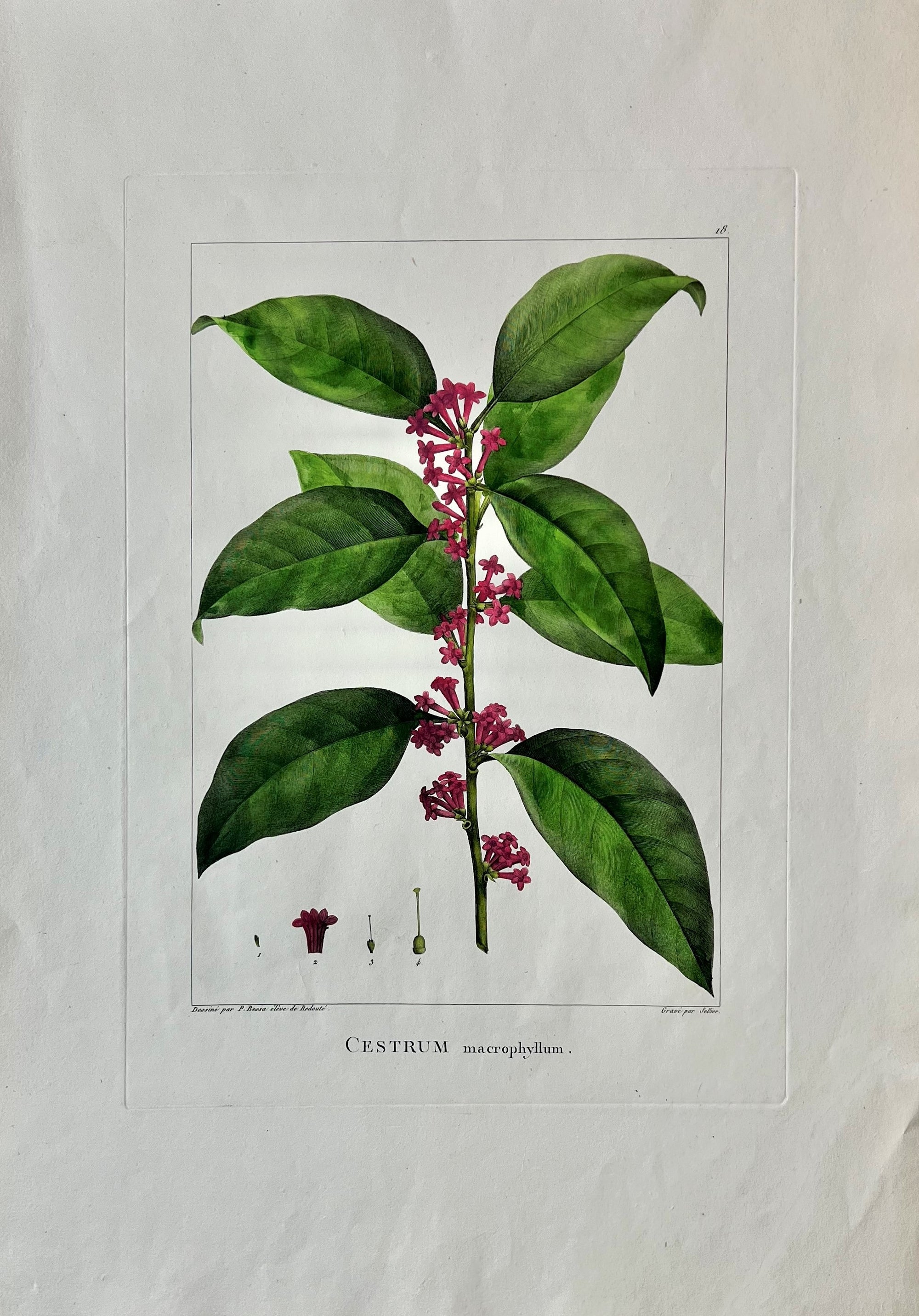 Cestrum Macrophyllum- Hand Colored Engraving - Authentic Vintage Antique Print