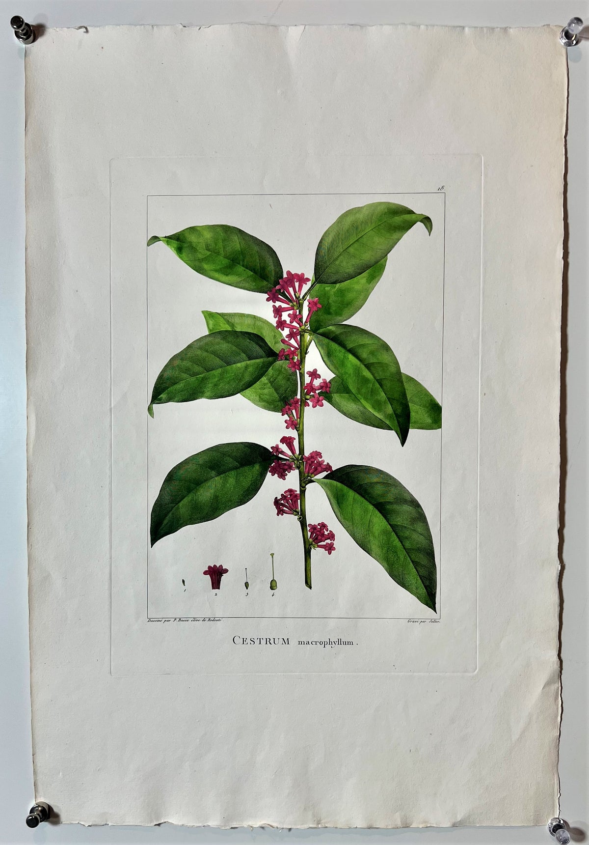 Cestrum Macrophyllum- Hand Colored Engraving - Authentic Vintage Antique Print