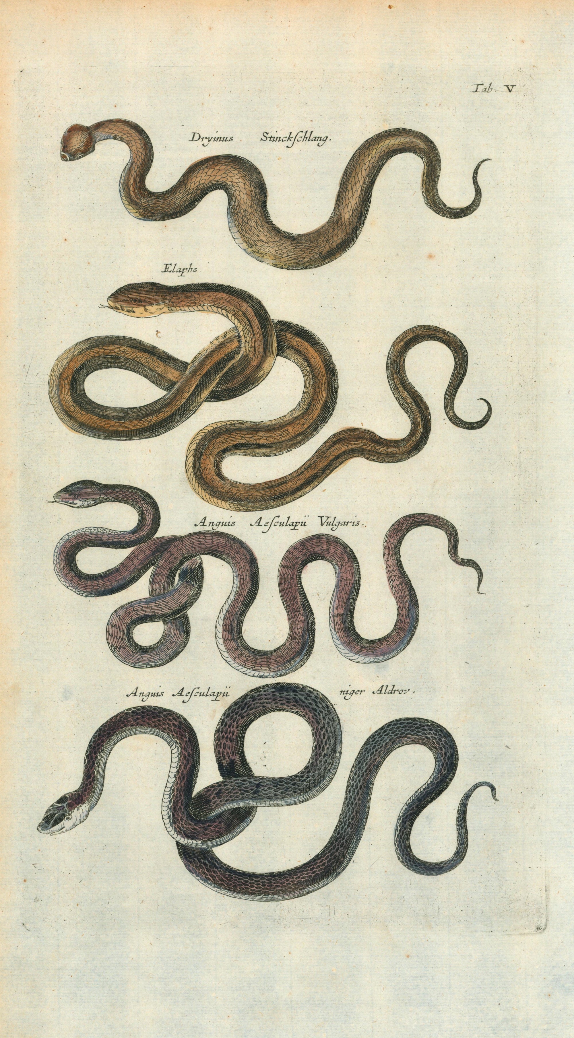 Mattheus Merian Snakes- Antique Engraving - Authentic Vintage Antique Print