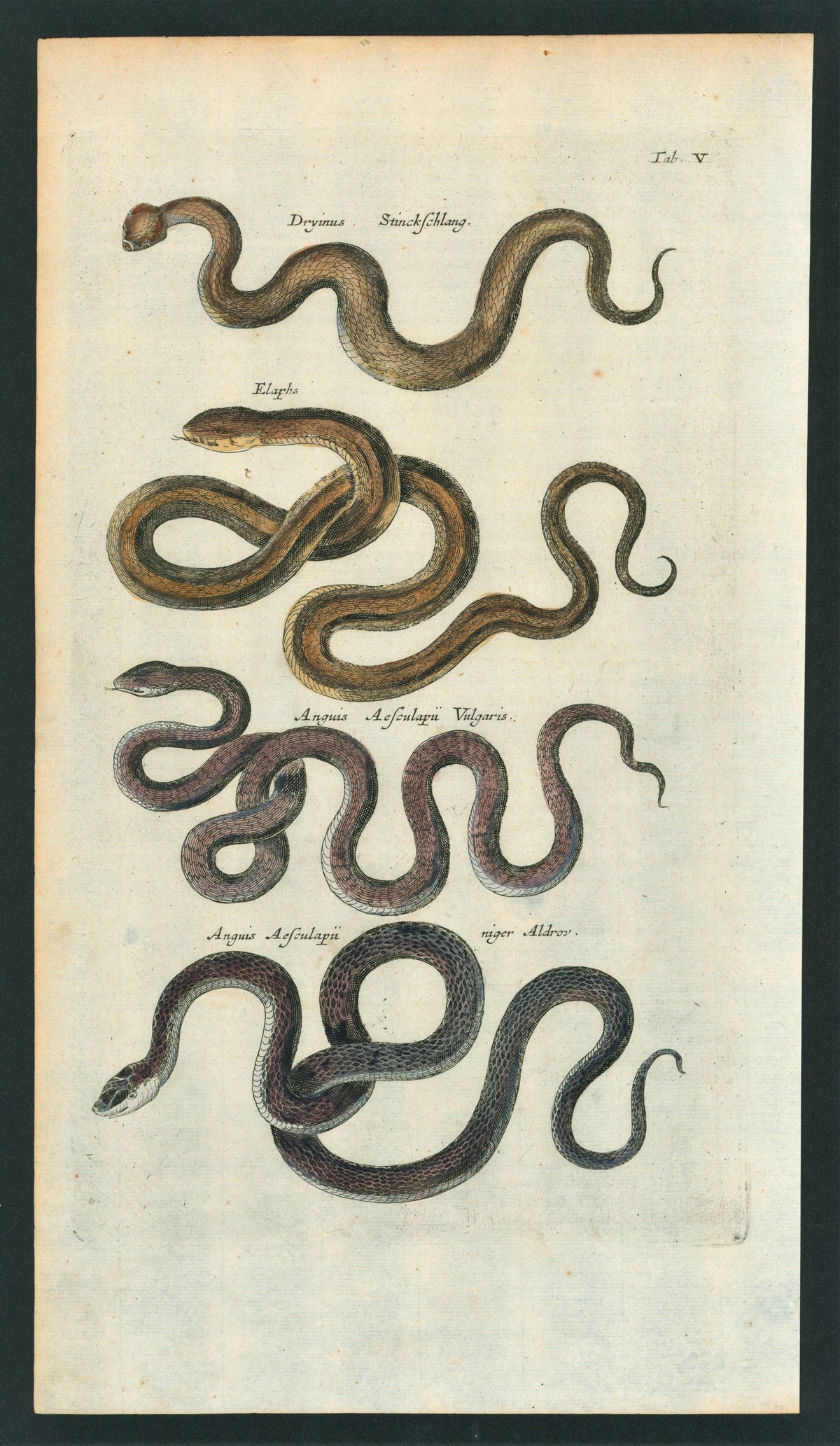 Mattheus Merian Snakes- Antique Engraving - Authentic Vintage Antique Print