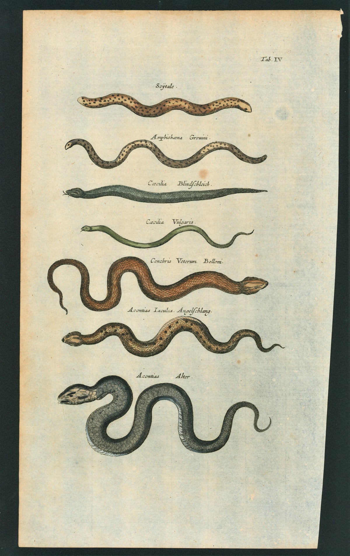 Mattheus Merian Snakes- Antique Engraving - Authentic Vintage Antique Print