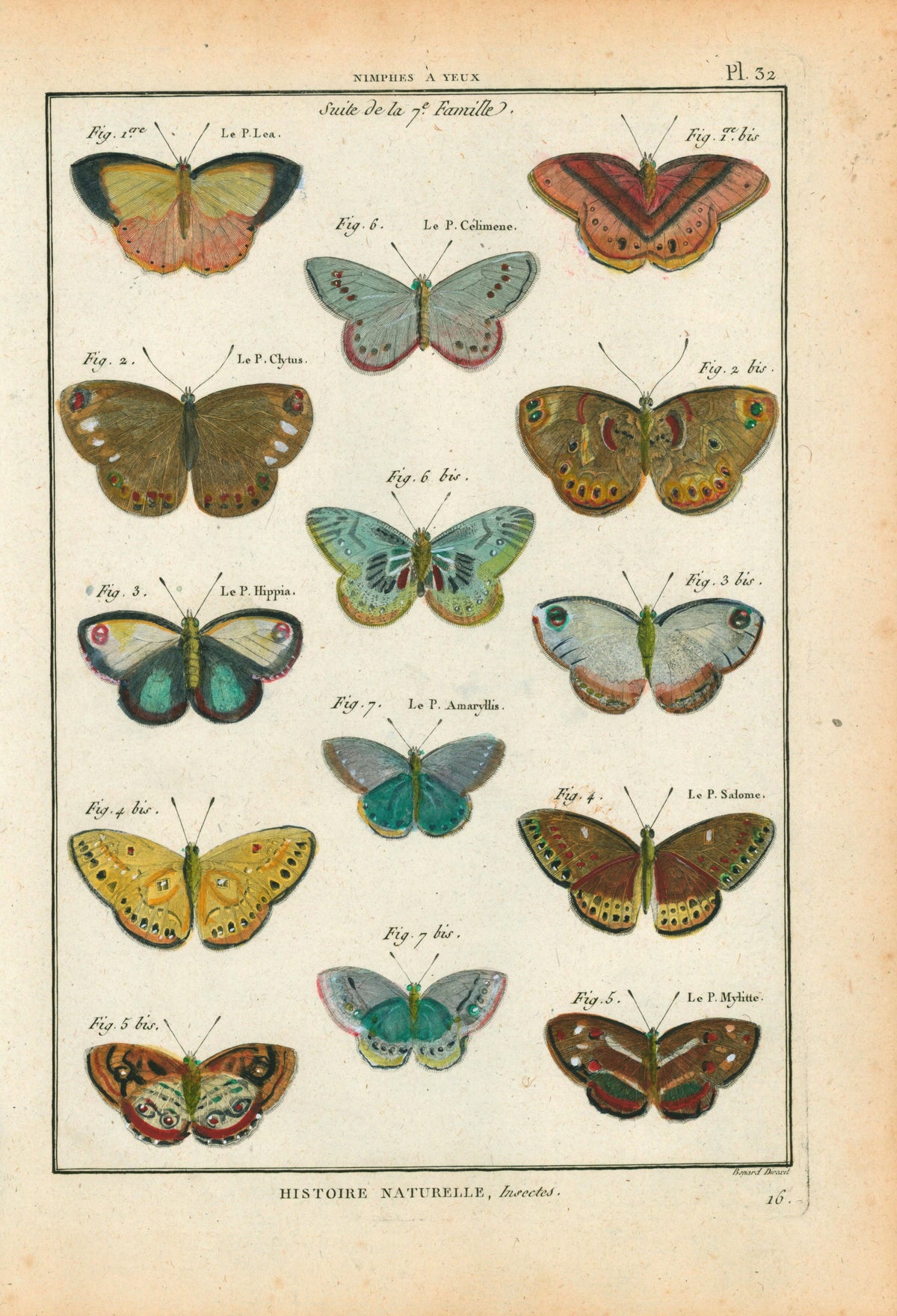 Latreille Butterflies- Hand Colored Engraving - Authentic Vintage Antique Print