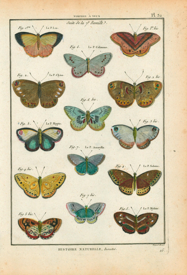 Latreille Moths- Hand Colored Engraving - Authentic Vintage Antique Print