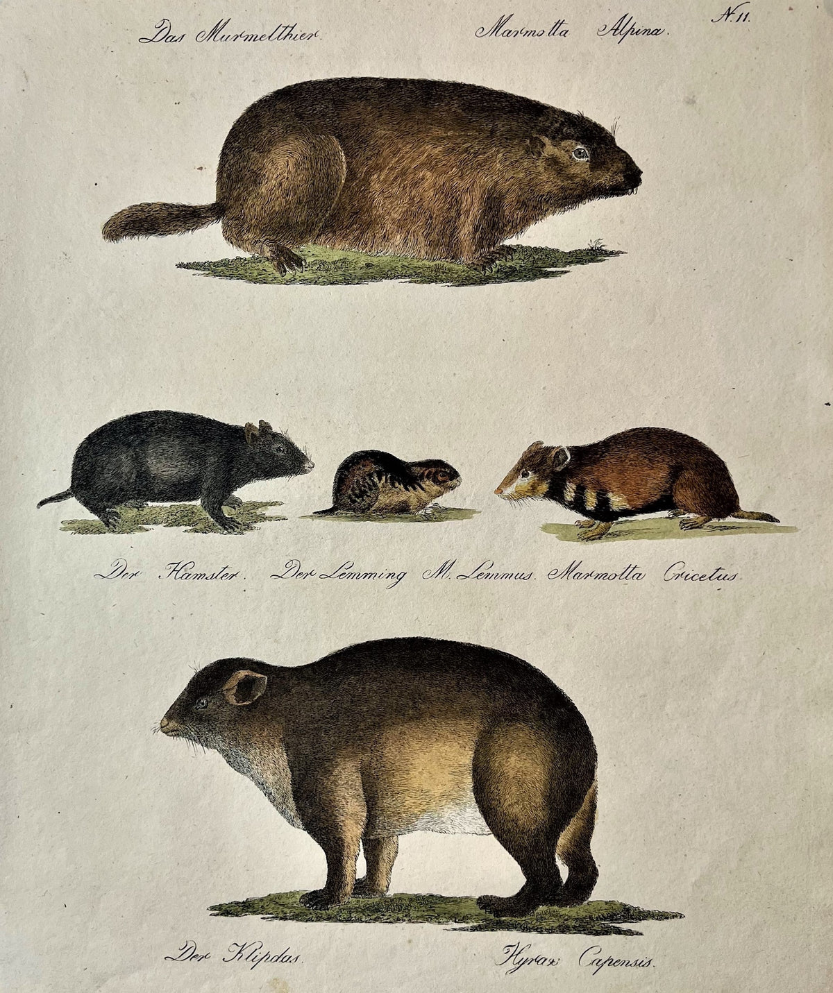 Brodtman Rodents- Hand Colored Engraving - Authentic Vintage Antique Print