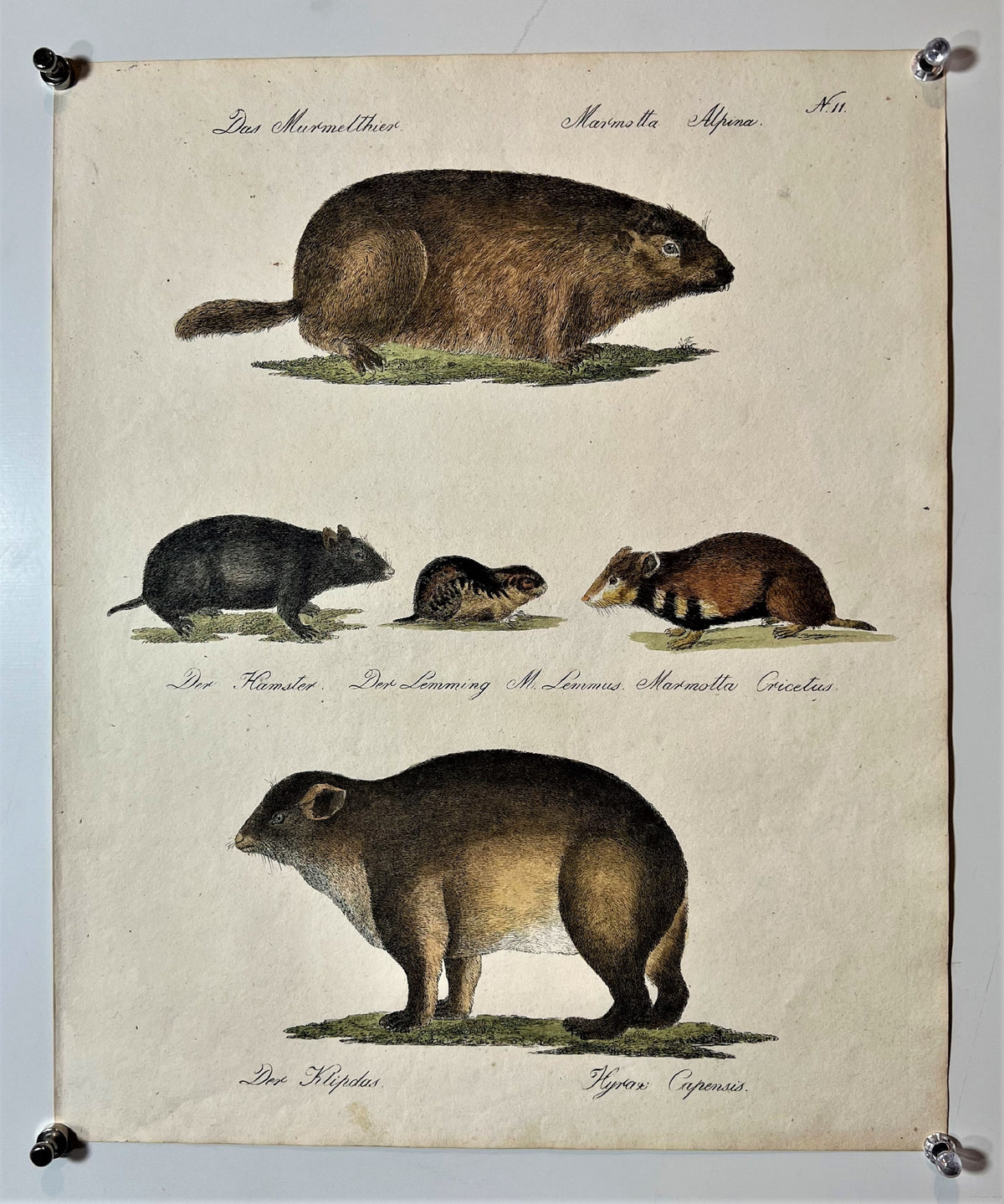 Brodtman Rodents- Hand Colored Engraving - Authentic Vintage Antique Print