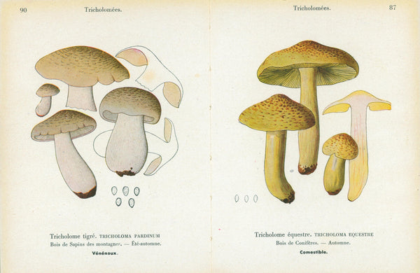 Double Sided Mushrooms- Antique Chromolithograph - Authentic Vintage Antique Print